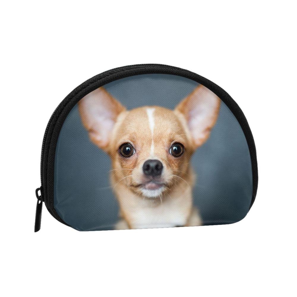 Süßer Chihuahua